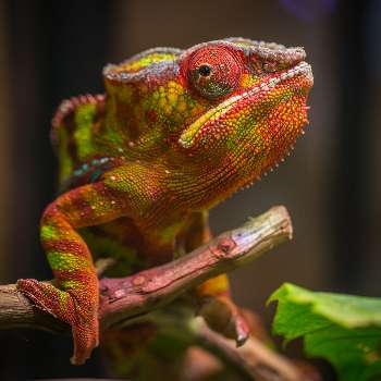 Aanpassingen aan de COVID crisis - Adaptations à la crise du COVID